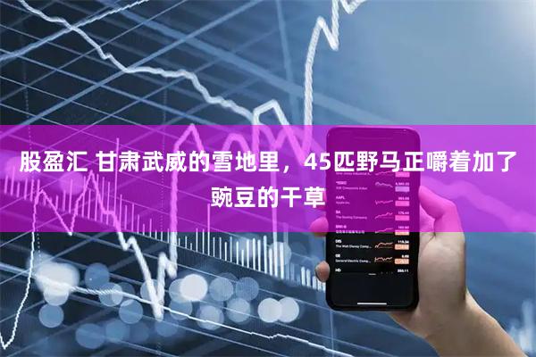 股盈汇 甘肃武威的雪地里，45匹野马正嚼着加了豌豆的干草